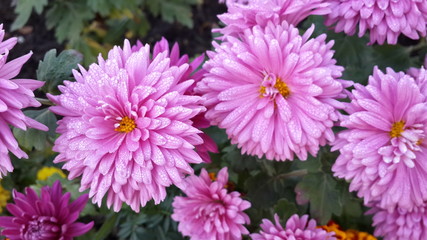 Obraz premium Flower, pink, 