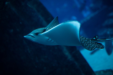 Huge manta ray fish flying underwater among other fish in oceanarium © F8  \ Suport Ukraine