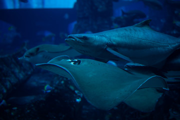 Sealife in aquarium with scate on to foreground in blue water.