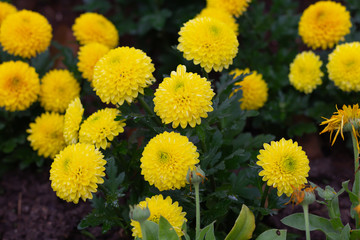 Colorful Chrysanthemum flowers meadow Spring nature background for graphic and card design