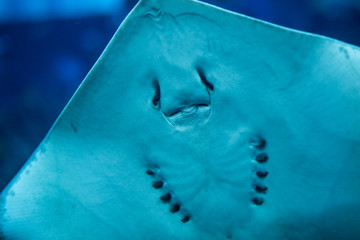 Naklejka premium Soft fleshy underside of a ray swimming underwater in oceanarium.