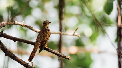 Bird (Plaintive Cuckoo) in a nature wild