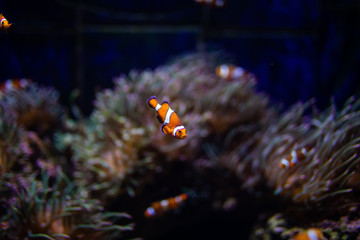 Orange clown fish with corals on aquarium in oceanarium. Ocean life.