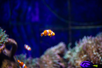 Fototapeta na wymiar Orange clown fish with corals on aquarium in oceanarium. Ocean life.