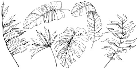 Vector Exotic tropical hawaiian summer. Black and white engraved ink art. Isolated leaf illustration element. - 241950524