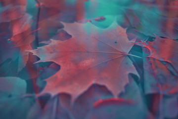 Naklejka na ściany i meble Colorful autumn leaves made with gradient for background. Abstract, texture, soft and blurred style like a postcard. Abstract autumn leaves for blurred background.