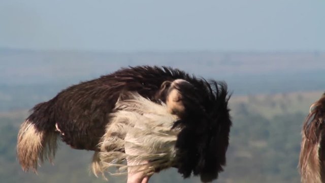 Ostrich from Kenya