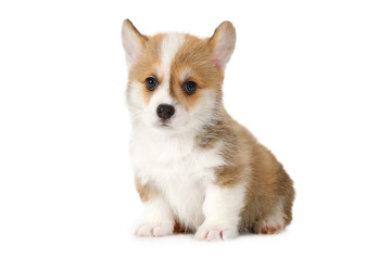 Cute Welsh Corgi puppy isolated on white background