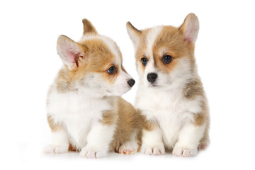 Two Welsh Corgi Pembroke puppies isolated on white