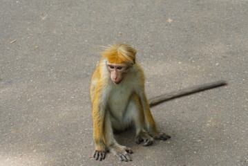 Obraz premium 野生の猿