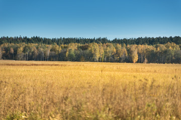 Fototapeta premium Golden morning with blue sky on the field