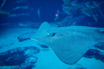 Marbled electric ray underwater in the Oceanarium
