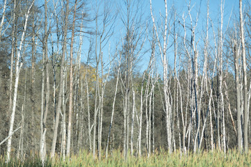 burnt forest after a wildfire