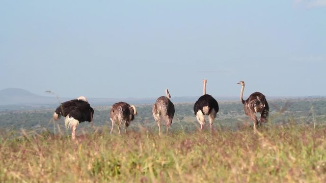 Ostrich from Kenya 