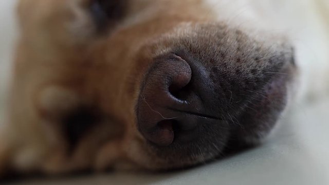 Dog nose close up of beige labrador relaxing on floor in room. Black nose and muzzle labrador dog lying on floor. Domestic animal and pets.