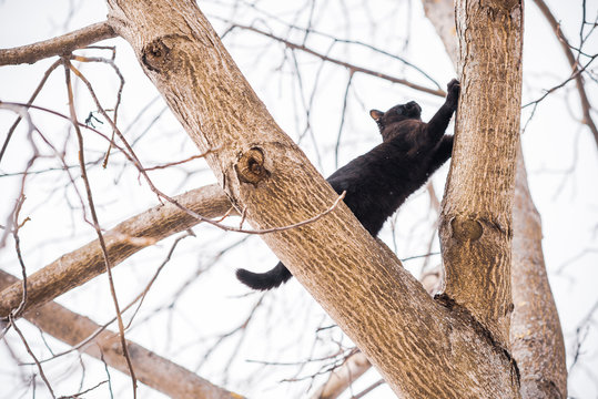Black cat stuck on a tree, Problem and trouble situation with pets concept 