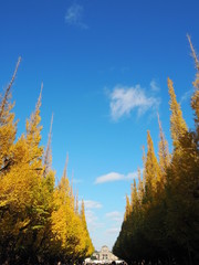Fototapeta na wymiar the autumn leaves in Japan