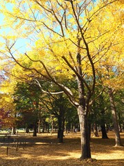 the autumn leaves in Japan