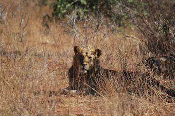 lion.Tsavo West.Kenya