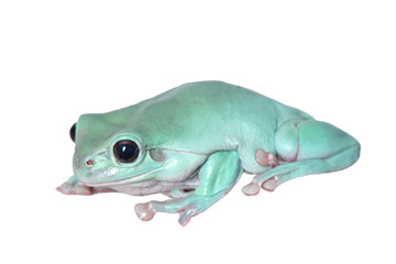 Green tree frog, White's tree frog, or dumpy tree frog (Litoria caerulea) climbing on a white background