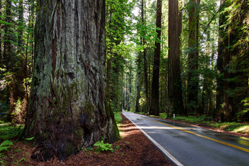 Obraz premium Road through the huge Redwood National Park, California