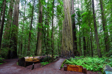 Founders Tree, Humboldt Redwoods State Park, Redwood National Park, California