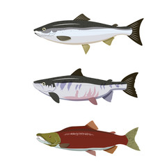 set of fresh fish salmon
