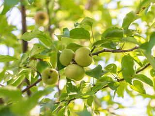 Ripe apples on the branches of a tree