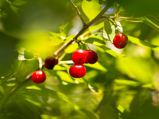Obraz premium Red ripe cherry on the branches of a tree