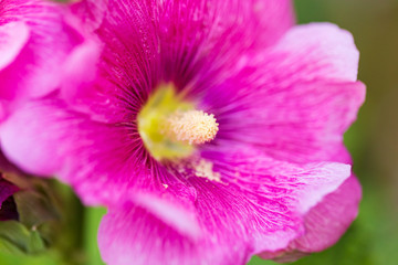 Beautiful red flower in nature