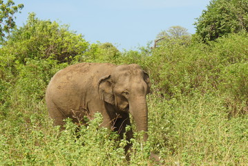 スリランカのミンネリア国立公園でサファリ