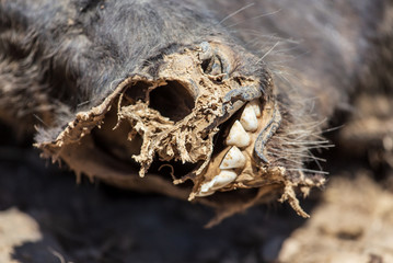 The skin and bones of a dead cow on the ground