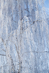 Fototapeta premium Frozen branches on a tree against a blue sky