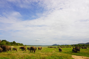 Fototapeta na wymiar スリランカのミンネリア国立公園でサファリ