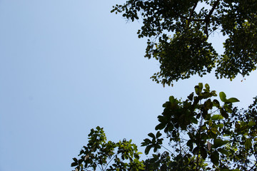 Obraz premium darktone of treetop and sky