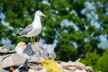 Seagull sit on the plastic in the dump rubbish
