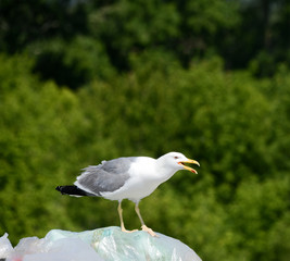 Seagull sit on the plastic in the dump rubbish