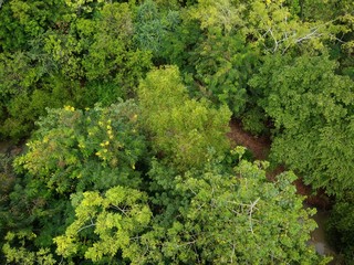 Naklejka premium Top view tropical forest. Texture background of wild view from above. Green forest concept