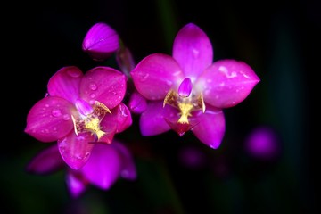 Fototapeta na wymiar Beautiful purple pink orchid flower with blurred dark background.