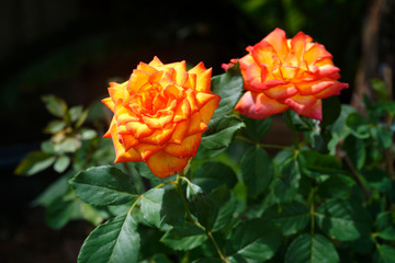 Orange rose in garden