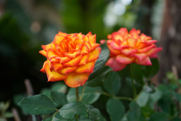 Orange rose in garden