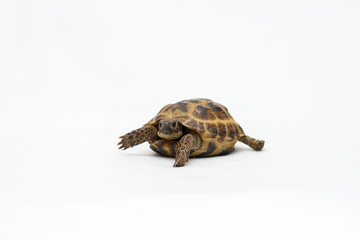 turtle isolated on white background