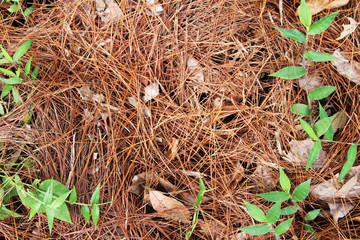  dried pine leaves on the ground  pattern background texture.