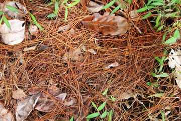 dried pine leaves on the ground  pattern background texture.