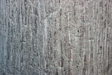 Tree Bark