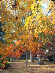 the autumn leaves in Japan