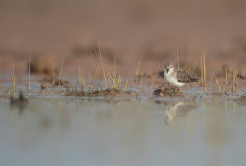 Little Stint in wetland