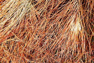 dried pine leaves on the ground  pattern background texture.