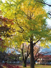 the autumn leaves in Japan