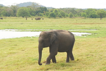 Fototapeta premium Safari na słoniach